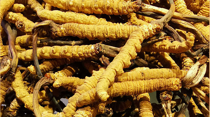 鮮<a href=http://www.yangtenghuanbao.com/jiage/ target=_blank class=infotextkey>冬蟲夏草多少錢</a>一斤 