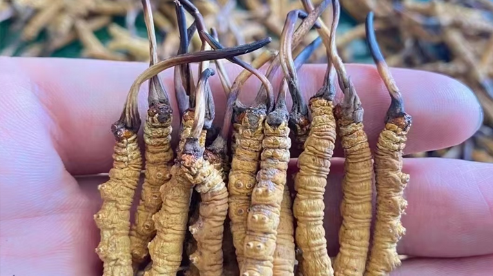 正宗<a href=http://www.yangtenghuanbao.com/jiage/ target=_blank class=infotextkey>冬蟲(chóng)夏草多少錢</a>一克 