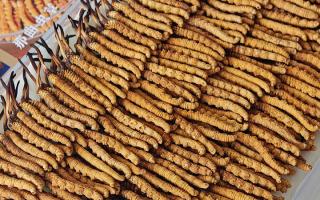 斷的冬蟲夏草：效果是否打折？科學(xué)解讀與實(shí)用建議