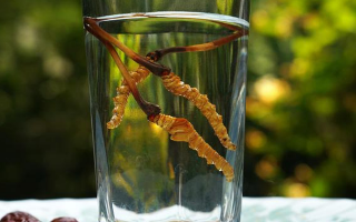 鎖陽冬蟲夏草泡酒：配伍原理、制作方法與飲用規(guī)范