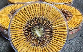 冬蟲夏草一斤價(jià)格多少？2025 年行情揭秘，差價(jià)竟達(dá)數(shù)十倍