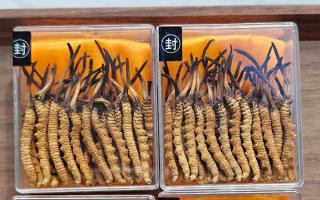 冬蟲夏草現(xiàn)在多少錢一克？2025 年克價(jià)揭秘，差價(jià)達(dá) 5 倍