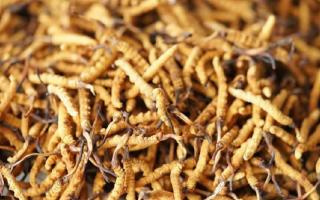 四級(jí)冬蟲夏草一克多少根？根數(shù)背后的等級(jí)與價(jià)值邏輯