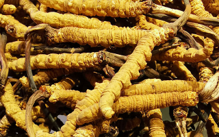 石斛與冬蟲夏草哪個好？從功效到適用場景的全面對比