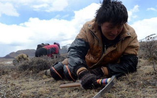 那曲挖草人阿旺的蟲草采摘時間表：跟著草原節(jié)氣走，不錯過每根好蟲草