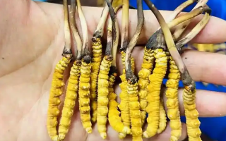 新鮮冬蟲(chóng)夏草要吃幾次？一篇給普通人的實(shí)用指南