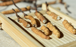 斷的冬蟲夏草一克啥價(jià)？2025 年實(shí)用行情嘮明白