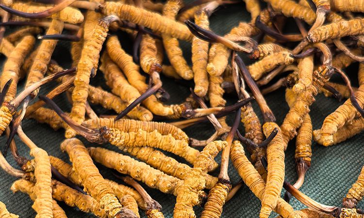 燉了二十年蟲草湯，這口感我太熟了，跟你細(xì)細(xì)說