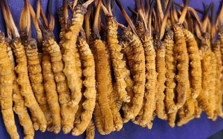 挖了三十年蟲草，這些采摘的苦，沒經(jīng)歷過的人真不懂