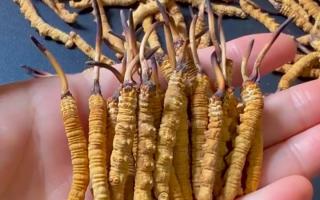 深耕蟲草 15 年：2025 年行情揭秘，高價背后藏著這些門道