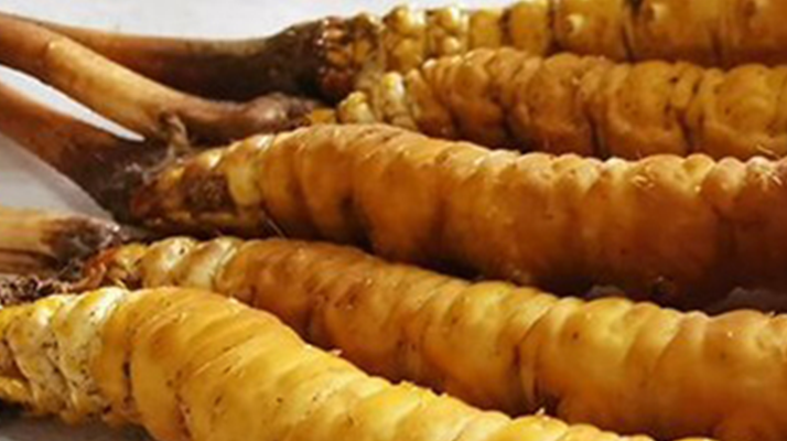 鮮冬蟲(chóng)夏草可以用水洗嗎？