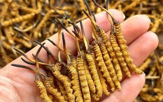 東強(qiáng)堂科普：冬蟲夏草保存期多久？源頭品牌教你科學(xué)鎖鮮