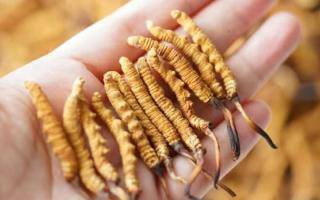 東強堂科普：3克冬蟲夏草是幾根？那曲源頭品牌教你精準換算