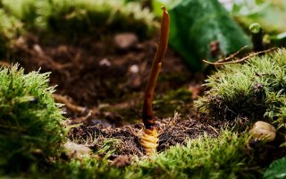  冬蟲夏草的市場價格受哪些因素影響？