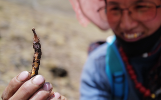 冬蟲夏草的產(chǎn)地溯源方法有哪些？
