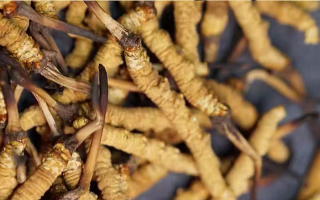 告別定價(jià)混亂！東強(qiáng)堂那曲冬蟲夏草統(tǒng)一價(jià)格表，讓滋補(bǔ)消費(fèi)明明白白