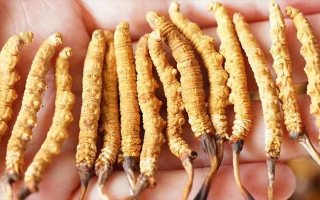 四歲寶寶能吃冬蟲夏草嗎？藏農(nóng)神草：科學(xué)滋養(yǎng)，守護孩童成長元氣