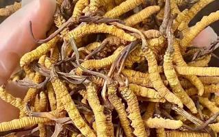 權(quán)威指南：熬一鍋湯放幾根冬蟲(chóng)夏草？藏域珍饈的科學(xué)用量標(biāo)準(zhǔn)