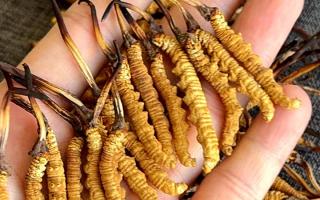 權(quán)威解答：冬蟲夏草可以放水燉嗎？藏域珍饈的科學(xué)燉煮指南