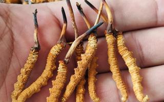 冬蟲夏草正確保存方法，西藏那曲蟲草網(wǎng)教你鎖住雪域滋養(yǎng)不流失