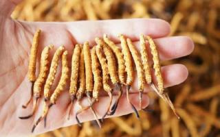 帶泥的冬蟲夏草怎么保存？西藏那曲蟲草網(wǎng)教你鎖住雪域本味