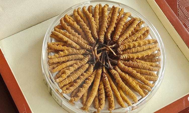 冬蟲(chóng)夏草不養(yǎng)生會(huì)怎么樣