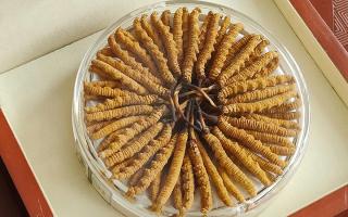 冬蟲(chóng)夏草不養(yǎng)生會(huì)怎么樣？正視滋養(yǎng)價(jià)值，規(guī)避認(rèn)知誤區(qū)