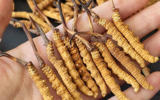 2026冬蟲夏草干貨多少錢一克｜西藏那曲蟲草網(wǎng)，行業(yè)權(quán)威行情解讀