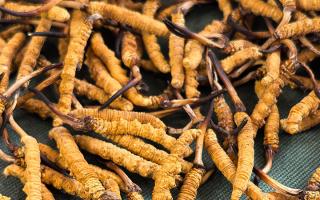 新鮮那曲高海拔冬蟲夏草，解鎖雪域鮮純滋養(yǎng)新體驗