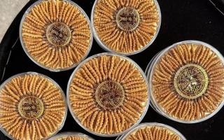 100塊錢一盒冬蟲夏草能買嗎？行業(yè)權(quán)威拆解+避坑指南