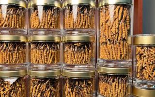 花膠和冬蟲夏草一起煲嗎？行業(yè)權(quán)威解讀+實操指南