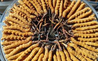 西藏那曲蟲草網(wǎng)行業(yè)解析：冬蟲夏草都含有什么成分？核心營養(yǎng)全揭秘