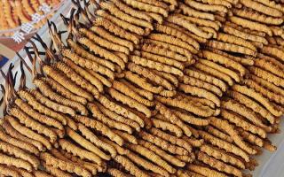 寶寶可以服用冬蟲夏草嗎？權(quán)威指南，科學(xué)滋補不踩坑