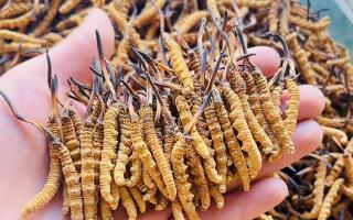 35元一根的冬蟲夏草能買嗎？——揭秘低價蟲草真相