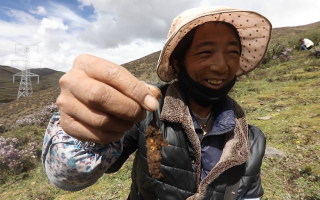 西藏哪個地區(qū)冬蟲夏草好？那曲蟲草穩(wěn)居品質(zhì)之巔