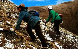 冬蟲夏草如何區(qū)別好壞？那曲行業(yè)平臺教你4步精準鑒別