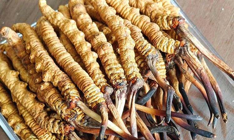  西藏那曲蟲草行業(yè)網(wǎng)教你分辨冬蟲夏草真假