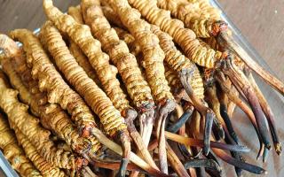 慧眼辨真?zhèn)?，藏珍不踩坑——西藏那曲蟲草行業(yè)網(wǎng)教你分辨冬蟲夏草真假