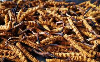 怎么知道冬蟲夏草過期了？那曲蟲草行業(yè)網站教你精準判斷