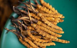 4根一克的冬蟲夏草多大？那曲蟲草行業(yè)網站詳解尺寸標準