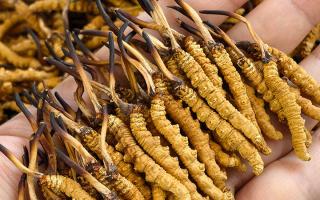  詳解冬蟲夏草形成過程，解密雪域生物共生密碼