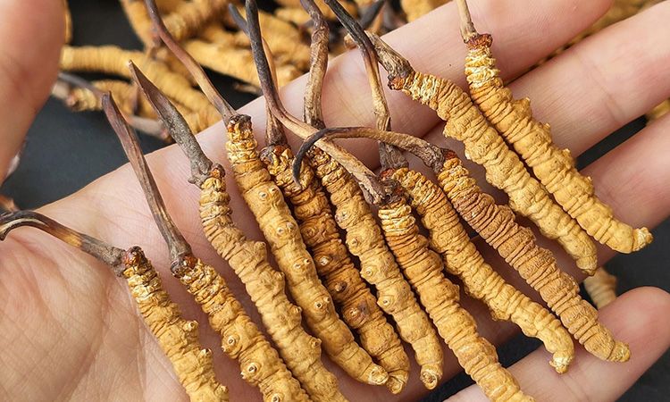 <a href=http://www.yangtenghuanbao.com/s/cczjjd target=_blank class=infotextkey>冬蟲夏草真假鑒定</a>