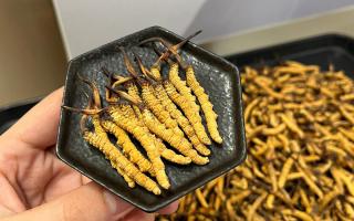 冬蟲夏草燉多少時(shí)間合適？藏農(nóng)神草那曲源頭品牌，教你燉出滿滿營養(yǎng)