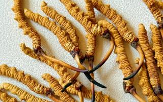 去西藏哪里買冬蟲夏草？藏農(nóng)神草那曲源頭品牌，解鎖本地正宗選購地