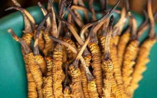 西藏那曲冬蟲夏草熬粥攻略：這樣熬最營養(yǎng)、最入味